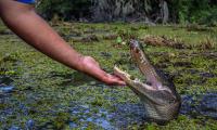 Son of Florida woman who lost arm in gator attack blames tourists and social media for bolder gators