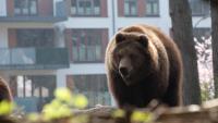 Colorado bear sightings double as drought, wildfires drive hungry animals into cities