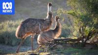 Tourists at 'right place, right time' find emus swimming in WA river