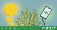 Algae could help solve the climate crisis