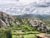 Researchers identify new species of endangered baobab tree in Madagascar