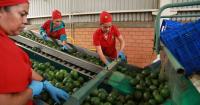 Avocado pickers in Mexico welcome restart of exports to U.S., but security fears remain