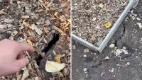 UK drought opens fissures in clay-heavy allotment soil, even swallowing wood-chip mulch
