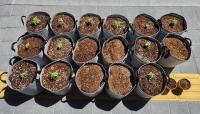 Cousins Arrested for Growing Cannabis in Rented Homes to Get Rich