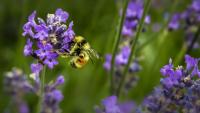 India’s sweet revolution depends on this: Safeguard the bee, and sustainability is key
