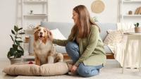 Why Does Homeowners Insurance Ask About Dogs?