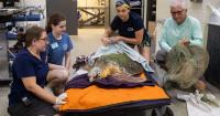 Abandoned fishing gear leads to deaths of 2 loggerhead sea turtles at Brevard Zoo, officials say