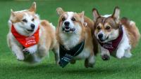 American corgi GG wins main running event at international Corgi Race Vilnius