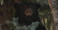 Colorado law increases fines for feeding wild bears