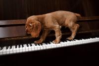 Fluffy Dog Nails Michael Jackson's 'Human Nature' and the Internet Is Obsessed