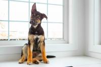 German Shepherd Searches Everywhere for the Source of a Mysterious Growl