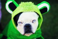 Boston Terrier Tippy-Tapping in Dragon Costume Wins the Internet