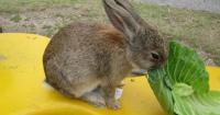 Japan’s Rabbit Island in danger of becoming Boar Island, tourists asked to follow feeding rules