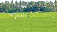 Chingam 1, 2026: Kerala welcomes new year and Farmers’ Day; wishes and messages