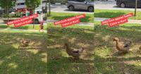 Wild Duck Spotted in Bedok Has Singaporeans Wondering What Animal Comes Next