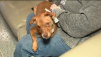 Arizona's first dog café opens in Phoenix offering coffee and adoptable pups