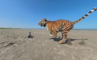 World : Amur Tiger Runs Off With Wildlife Photographer's Camera Trap In Russia