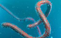 Disease X: The unknown threat that could trigger the next pandemic