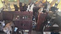 Washington state police rescue 60 cats from abandoned sailboat as cruelty probe unfolds