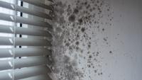 After Arizona monsoons, experts warn hidden home damage can trigger mold within 48 hours