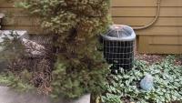 In Colorado, a fading spruce tree complicates one homeowner's heat pump upgrade