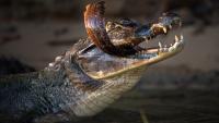 Florida records nearly 500 alligator attacks, with fatal cases tied to routine activities