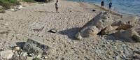 ‘Very unusual’: Malta records no loggerhead turtle nests despite 11 nesting attempts
