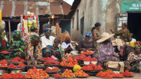 Economy2 seconds ago Coronation Projects July 2026 Inflation Rate at 15.80% By Aduragbemi Omiyale Analysts at Coronation Asset Management have predicted that the July 2026 inflation rate should come at 15.80...