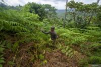 Indonesia, EU strengthen cooperation on sustainable forest trade