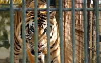 Investigation Exposes Cambodia’s Illegal Wildlife Trade Linked to Transnational Crime