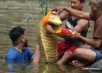 Naag Panchami today: Religious, cultural and environmental significance
