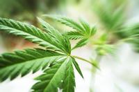 What Is Vitura Health (ASX:VIT) Revealing About Cannabis?