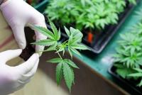 Why Does ECS Botanics (ASX:ECS) Matter for Cannabis Now?