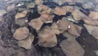 Southern California's warm-water surge sends stingray stings climbing at crowded beaches