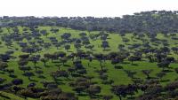 Portugal is home to hundreds of ancient olive trees, one may be over 3,700 years old