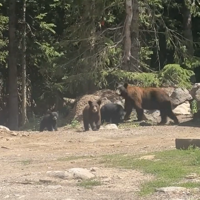 Colorado seeing large increase in bear sightings, incidents