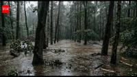 In 2025, scientists deliberately flooded a Maryland forest with hurricane-level water to see how trees turn into a “ghost forest”