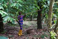 West Africa cocoa sector struggles to meet EU anti-deforestation rules, raising supply concerns
