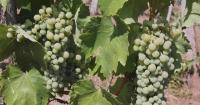 Hungary's wine industry under threat amid record heatwave