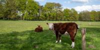 Agricultural sale prices are down, particularly for livestock