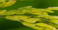 Texas rice harvest underway, ratoon regrowth ‘excellent’