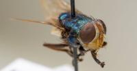 As Mexico’s New World screwworm cases rise, U.S. urged to remain vigilant