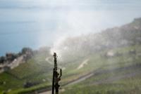 Swiss winegrowers begin harvest in mid-August for first time