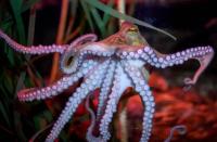 Too smart to eat ..  why an octopus is difficult to farm