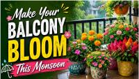 Gardening Tips: Want A Colourful Balcony This Monsoon? Plant These 5 Flowering Plants In August