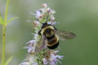 The search for Maine’s missing native bumble bees