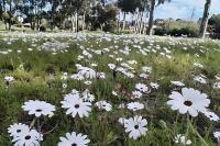 Cape Town is letting its grass grow – And it’s good news for nature