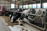 Philippines’ Dairy Demand Creates Opportunities for Food Manufacturers