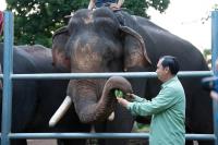 Cambodia Has Just 71 Domesticated Elephants Left, Minister Warns Conservation Cannot Wait