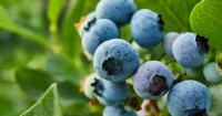 Delaware grant to support research at Bennett Orchards